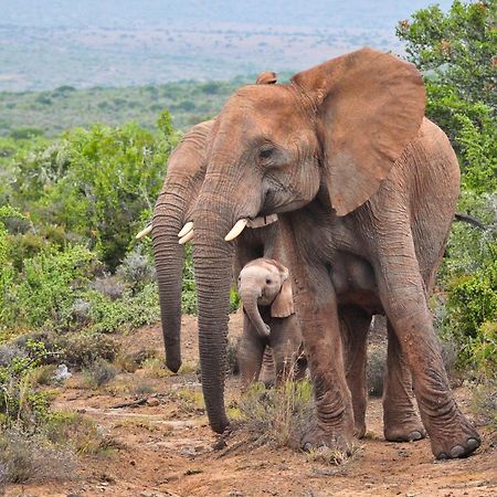 Kwandwe Private Game Reserve - Great Fish River Lodge Grahamstown Bagian luar foto