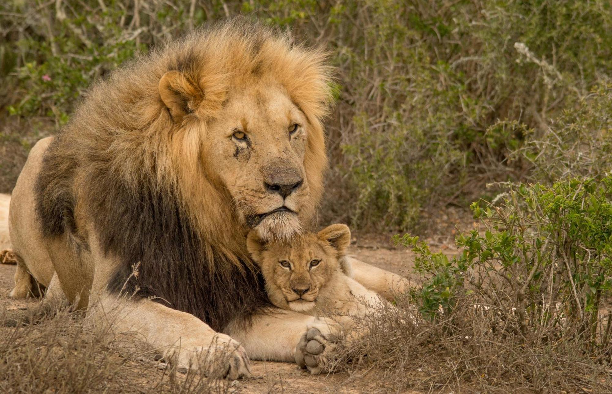 Kwandwe Private Game Reserve - Great Fish River Lodge Grahamstown Bagian luar foto