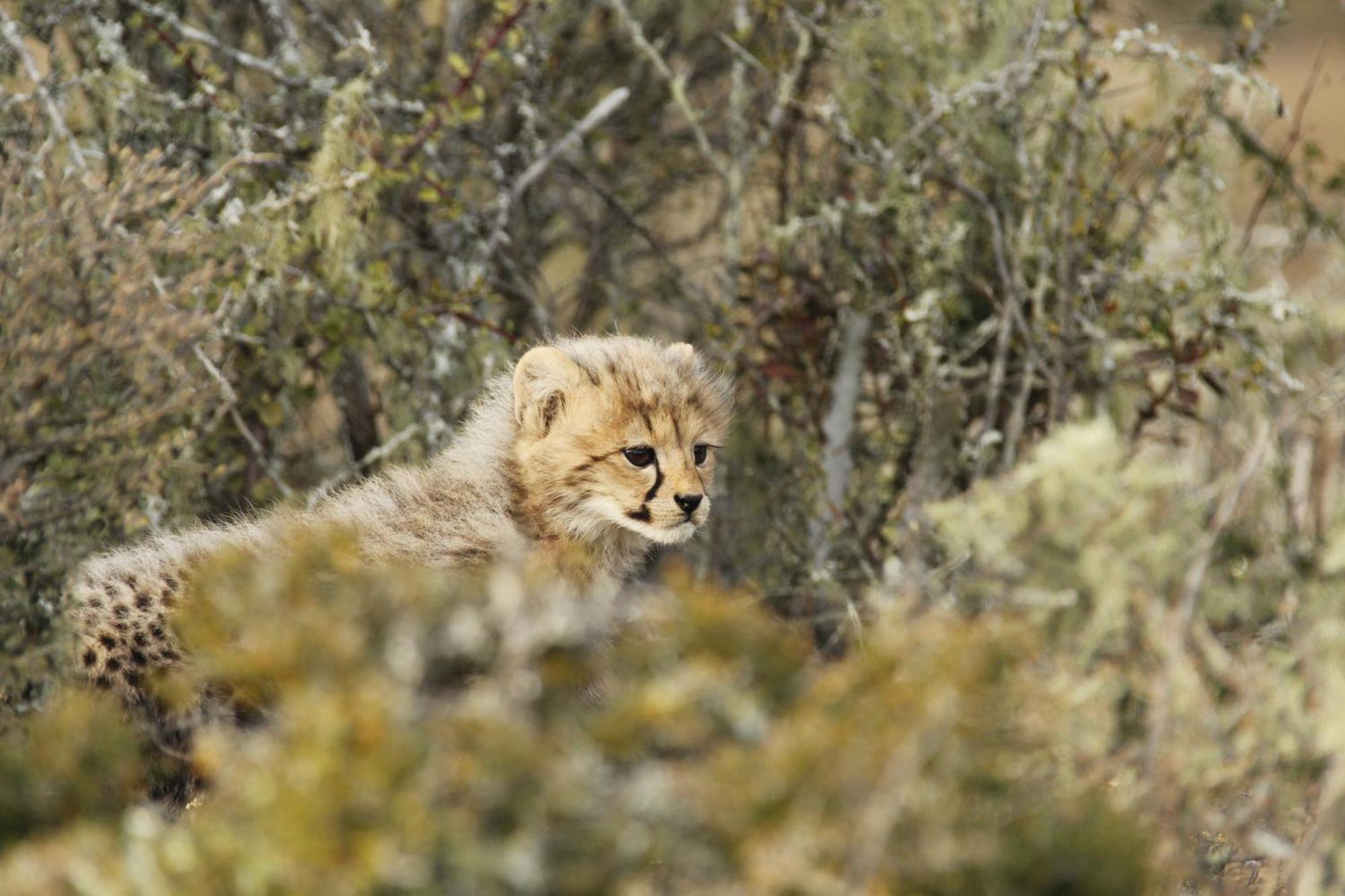Kwandwe Private Game Reserve - Great Fish River Lodge Grahamstown Bagian luar foto