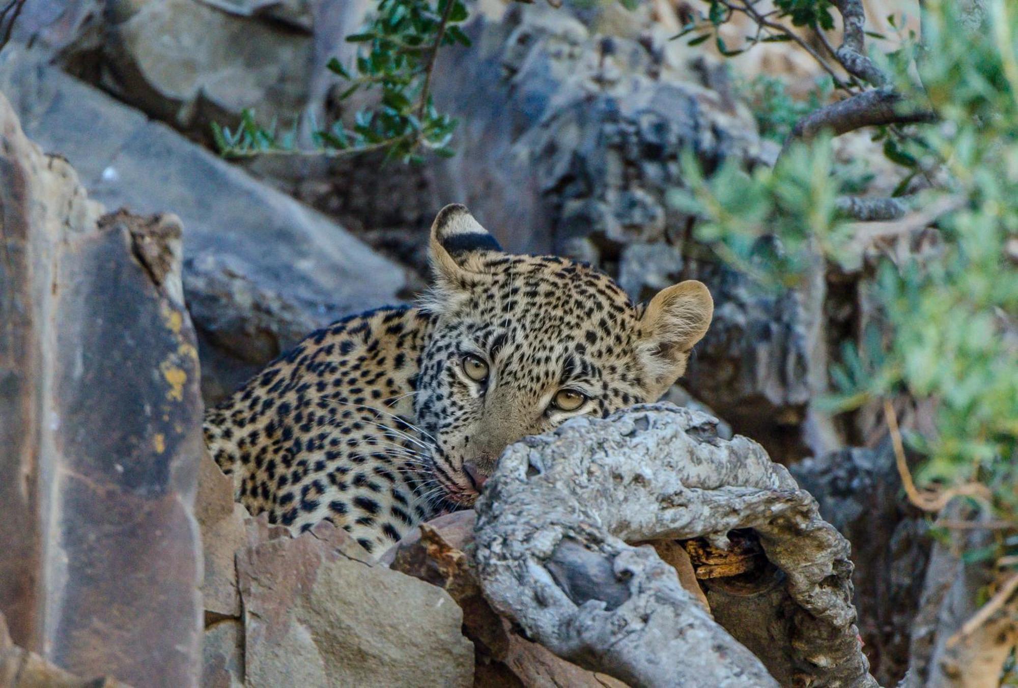 Kwandwe Private Game Reserve - Great Fish River Lodge Grahamstown Bagian luar foto