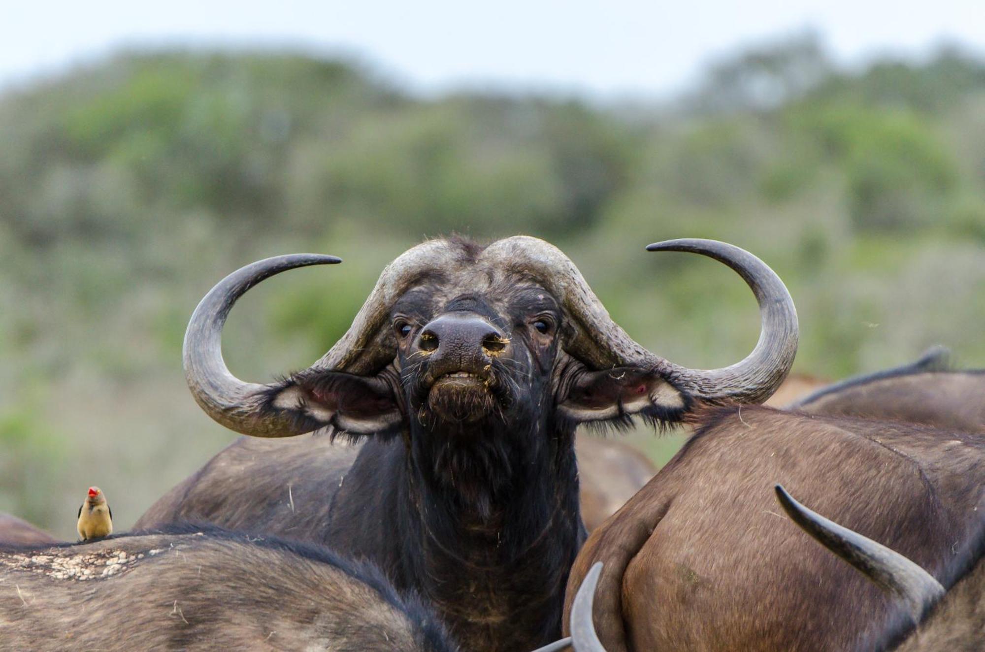 Kwandwe Private Game Reserve - Great Fish River Lodge Grahamstown Bagian luar foto