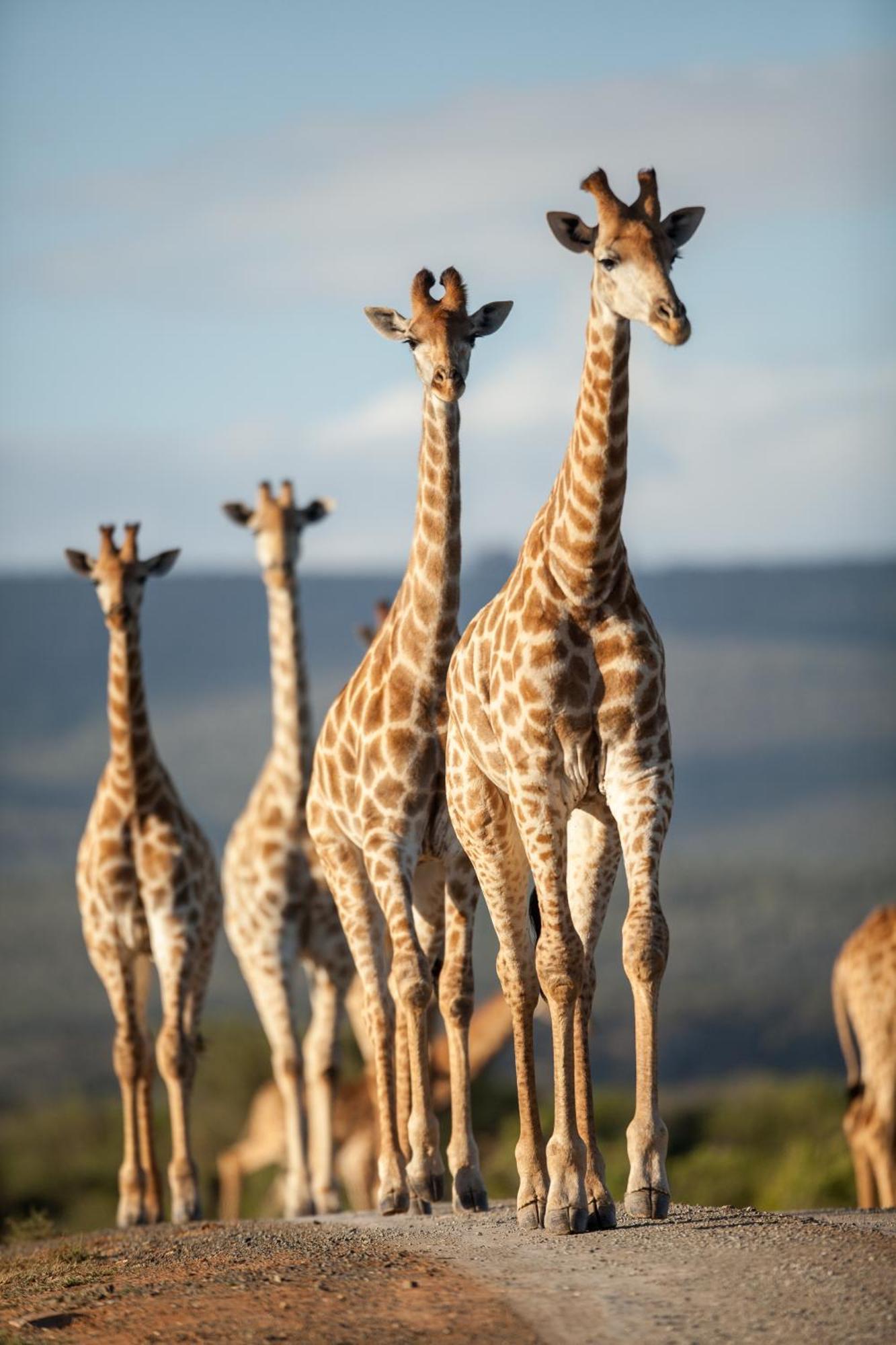 Kwandwe Private Game Reserve - Great Fish River Lodge Grahamstown Bagian luar foto