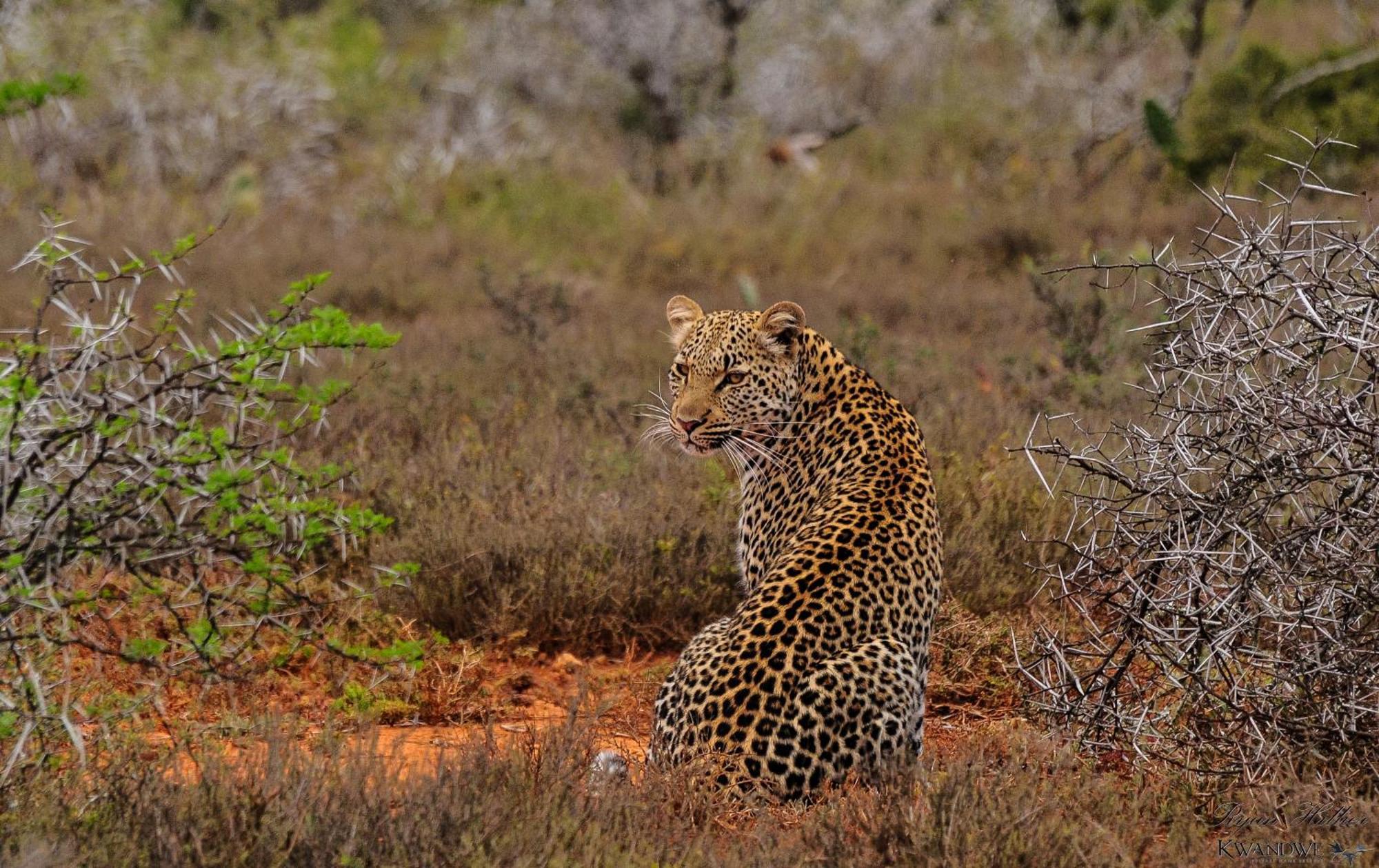 Kwandwe Private Game Reserve - Great Fish River Lodge Grahamstown Bagian luar foto