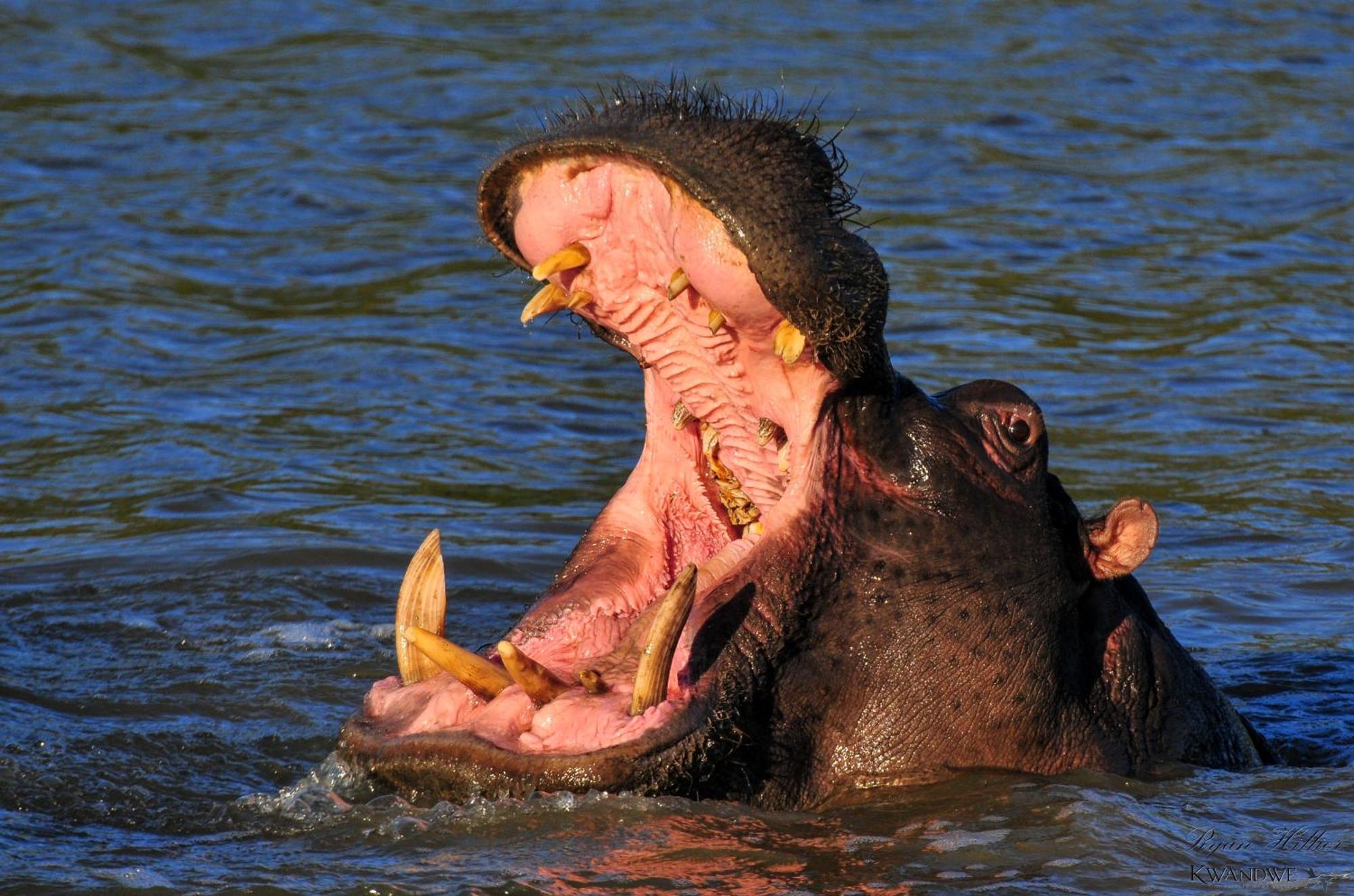 Kwandwe Private Game Reserve - Great Fish River Lodge Grahamstown Bagian luar foto